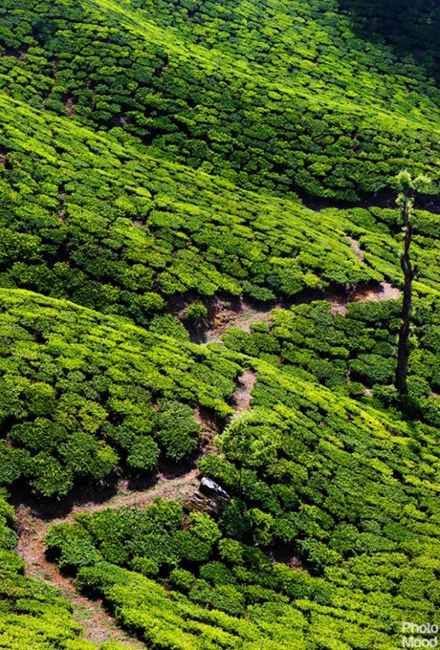 Awesome Tea Plantations